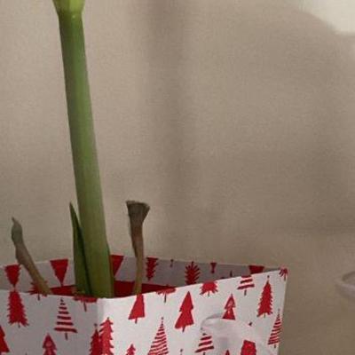 Plant with decorative plant vase