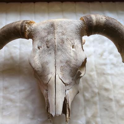 Steer/Ox Skull 