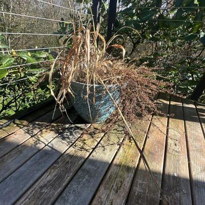 Pots & plants