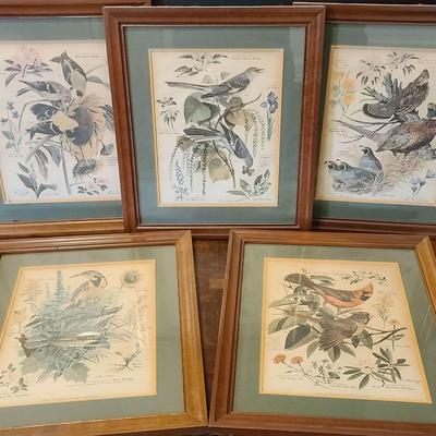 Framed Aviary Prints