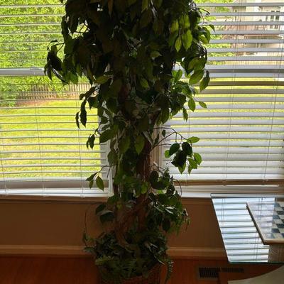 Indoor Plant Decor 