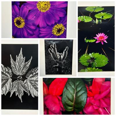 Chuck Bress Photographs: Florals & Plants, Matted 16x20”