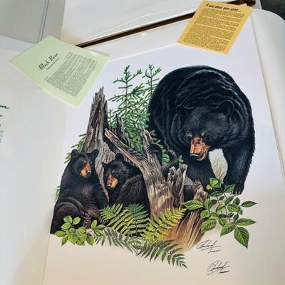 Excellent wildlife prints by Richard Timms