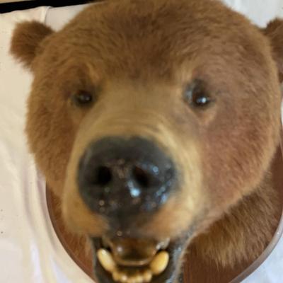 Brown Bear Mount