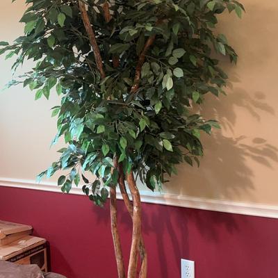Ficas Tree