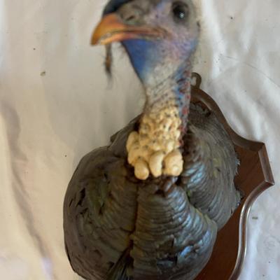 Turkey Mount