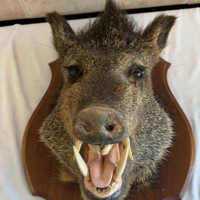 Javelina Mount