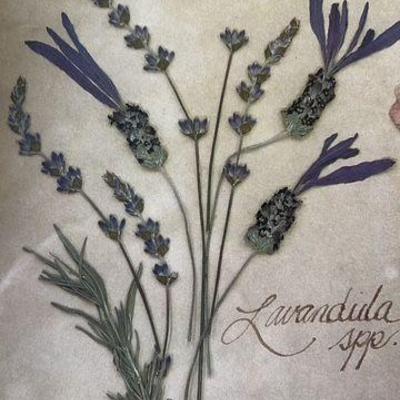 Botanic prints