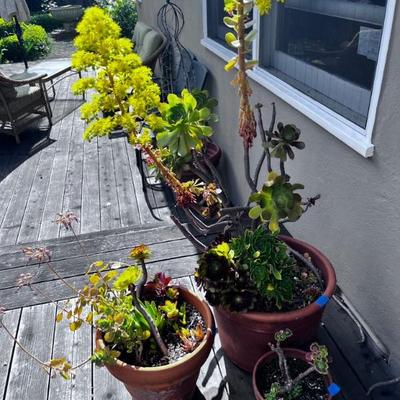 PLANTS AND TOOLS
