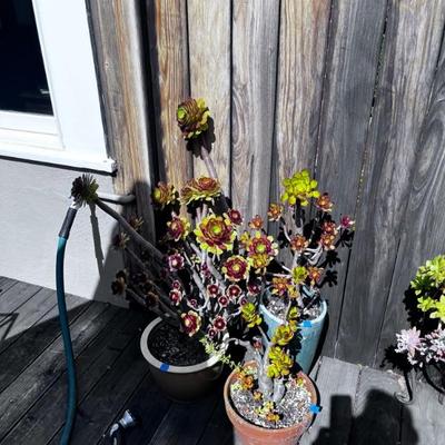 PLANTS