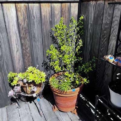 PLANTS