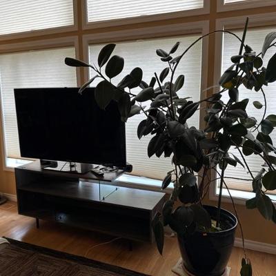 Amazing plant 