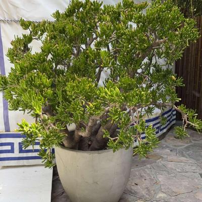 Large Jade Plant in Contemporary White Outdoor Planter #2