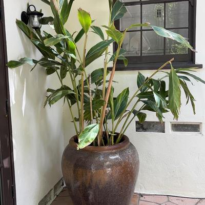 XL Shell Ginger Plant In Oversized Bronze Glazed Ceramic Planter | Over 8' Tall