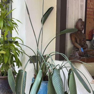 Bird of Paradise in Tall Blue Ombre Ceramic Planter | Over 7’ Tall 