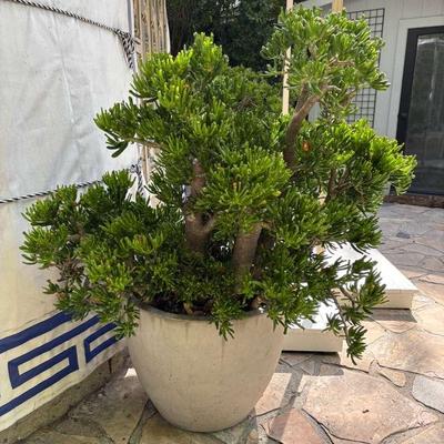 Large Jade Plant in Contemporary White Outdoor Planter #1