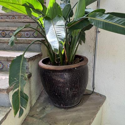 Large Outdoor Planter with Bird of Paradise Plant in Textured Ceramic Pot | 4' Tall