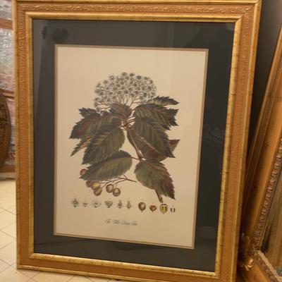 “The White Beam Tree” Goldtone Frame Art Print