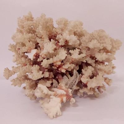 Natural Brown Stem Coral
