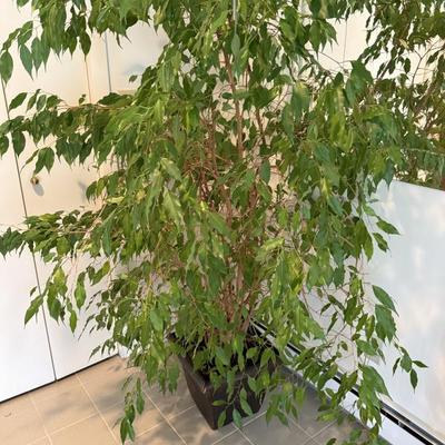 Live plants!