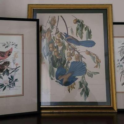 "Florida Jay" by John James Audubon And Framed Prints By Wildlife Artist Arthur Singer 