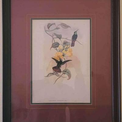 Custom Framed Lithograph "Lampornis Calosoma" By John Gould