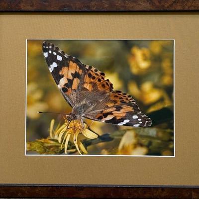 Butterfly Framed Photographic Print