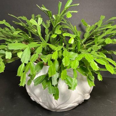 Thanksgiving Cactus 