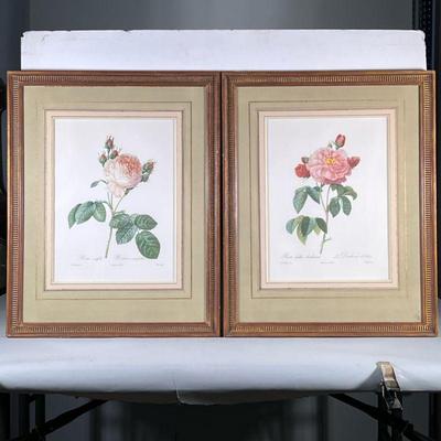 (2pc) PAIR ROSE PRINTS | Pair of botanical rose prints, labeled on bottom; 16 x 12 in. Sight Dimensions: h. 25.75 x w. 20.75 in (Frame)

