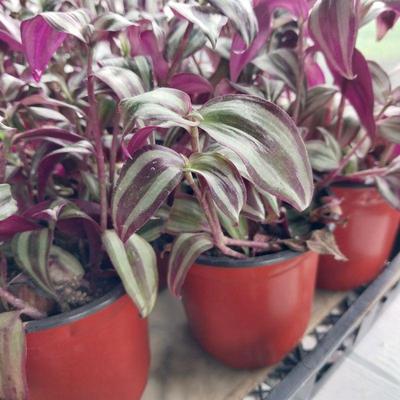 Get your Spring & Summer Plants, Bulbs, and Fresh Cut Flower Bouquets @ Uncle Aud's Vintage!