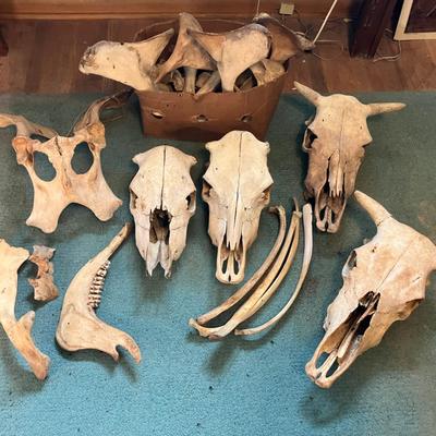 Cow Skulls