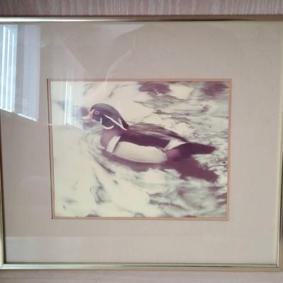 Framed Duck Photography 