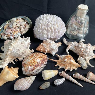 Collection of Seashells and Coral 