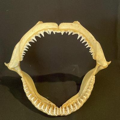Jaws! Likely Shark Jaw Specimen 