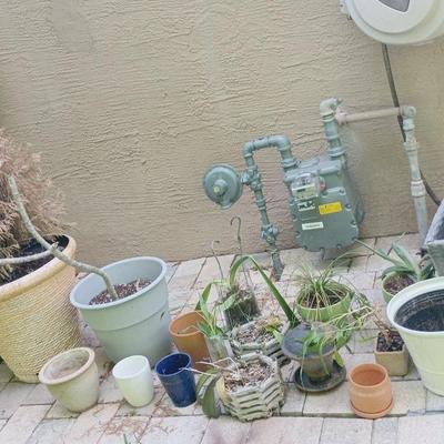 Plants And Pots Lot -Plumeria, Orchids, Aloe, Bamboo