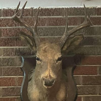 Deer Head Wall Mount 