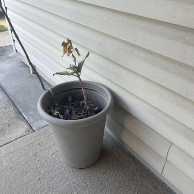 Plants