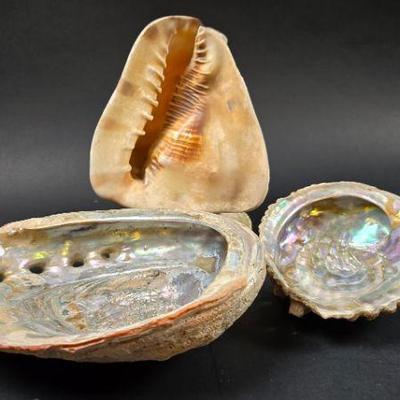 shells