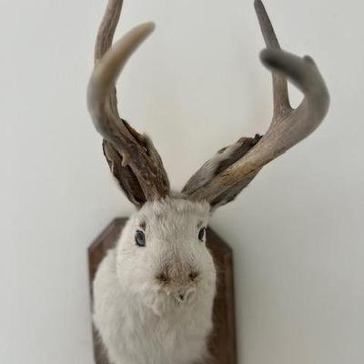 Jackalope