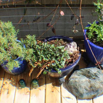 Herb Garden in Blue Ceramic Planters with Decorative Accents & Collectible Items