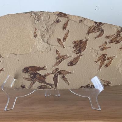 Fossil Fish Plate