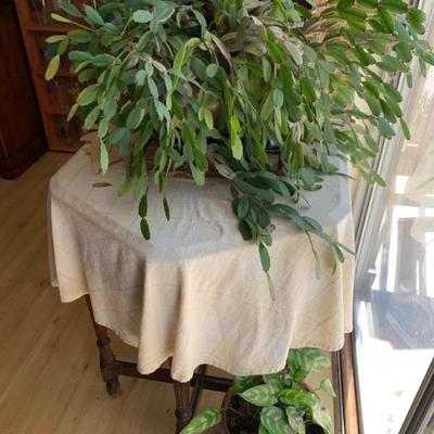 Many nice plants need a new home !