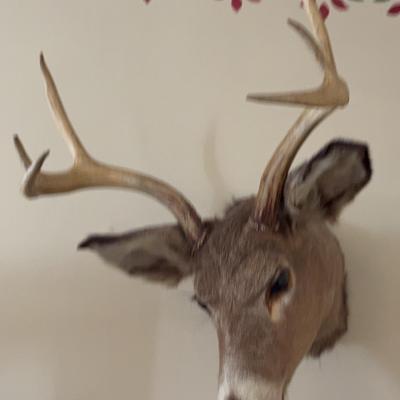 6 Point Deer Head