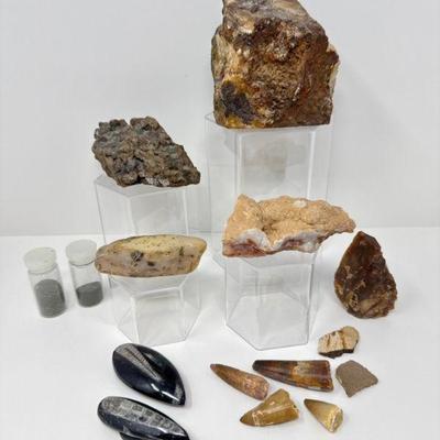 Spinosaurus Tooth, Orthoceras Fossils, & Varied Geological Specimens	