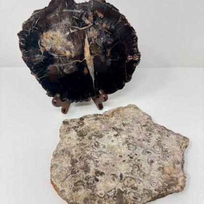 Jurassic Era Fossil Wood (Conifer) from Utah - Unique Natural Display	