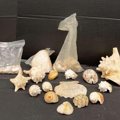 Seashells From The Seashore