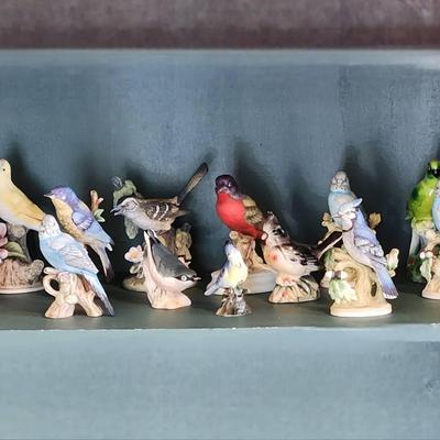 Precious Parakeets