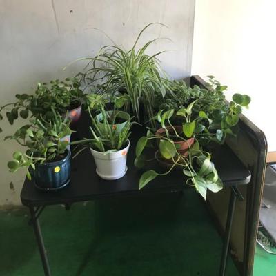 Live Plants