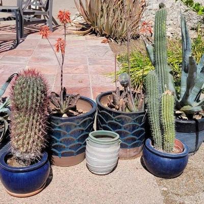 Plants & Pots