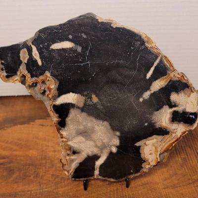 Petrified Wood Slab